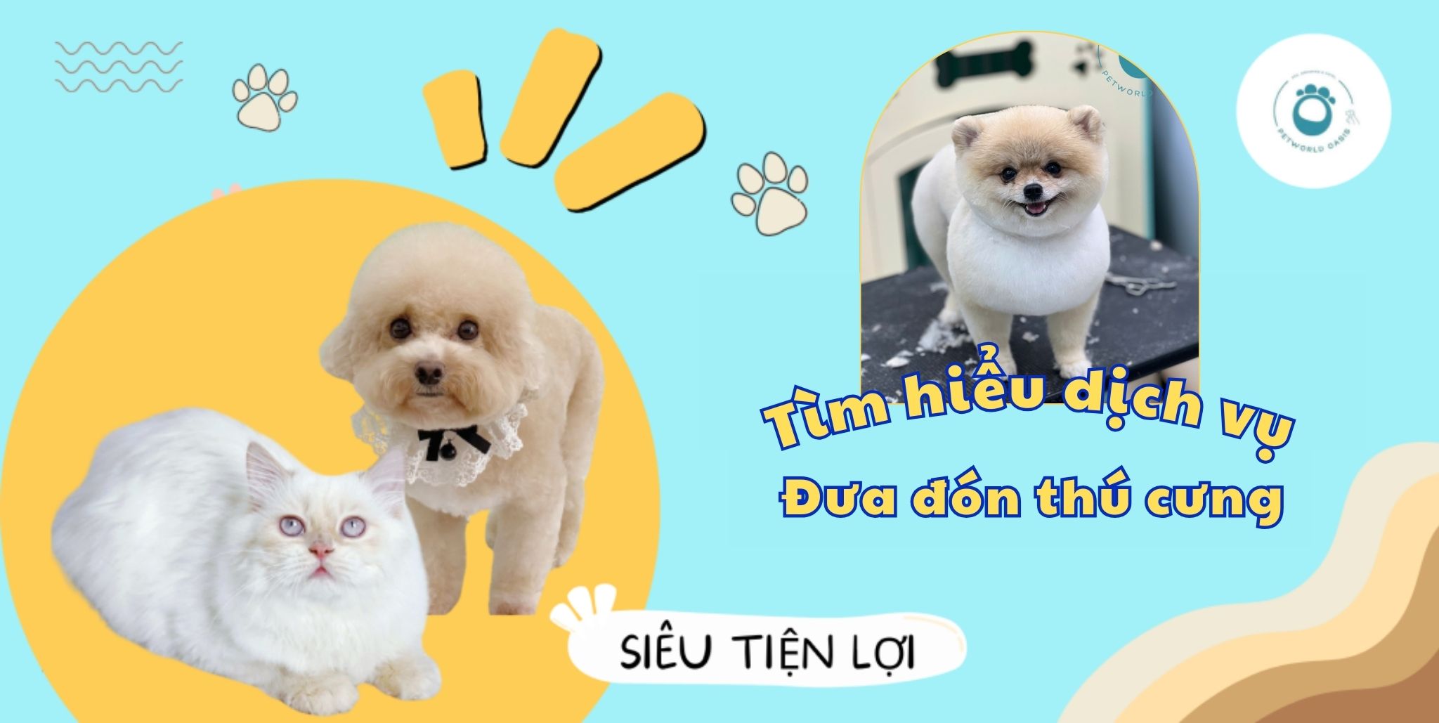 Dịch vụ đưa đón thú cưng