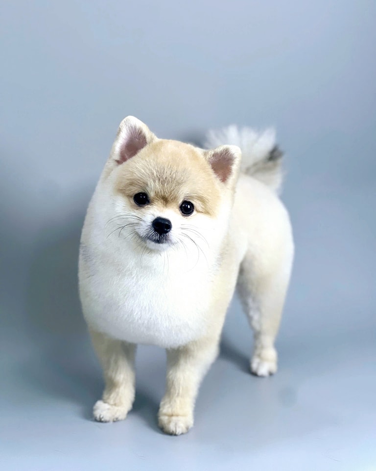 Tắm grooming chó mèo