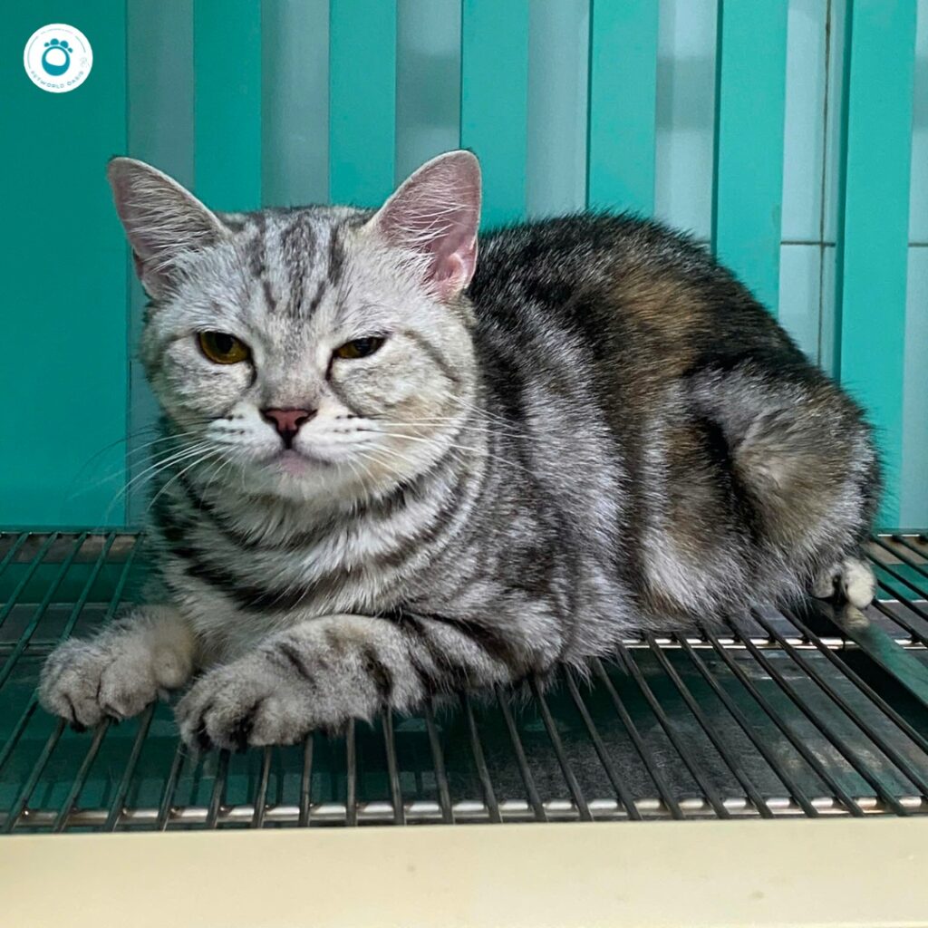 Dịch vụ đưa đón thú cưng