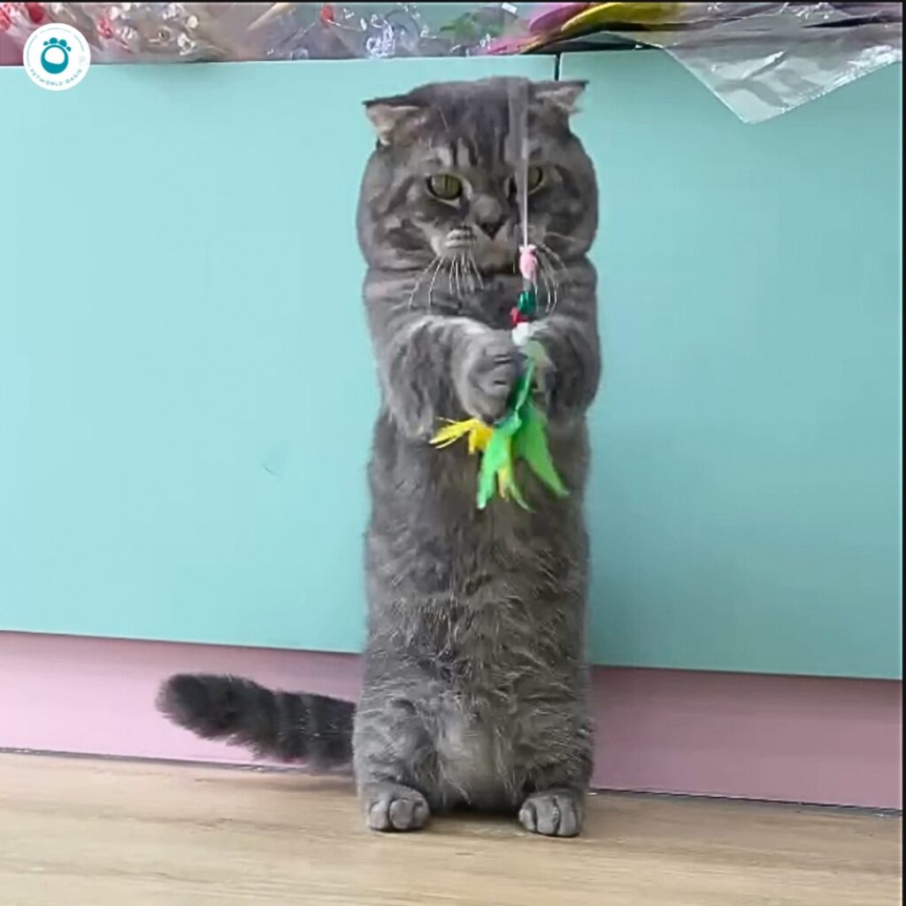 Chăm sóc thú cưng PETWORLD OASIS