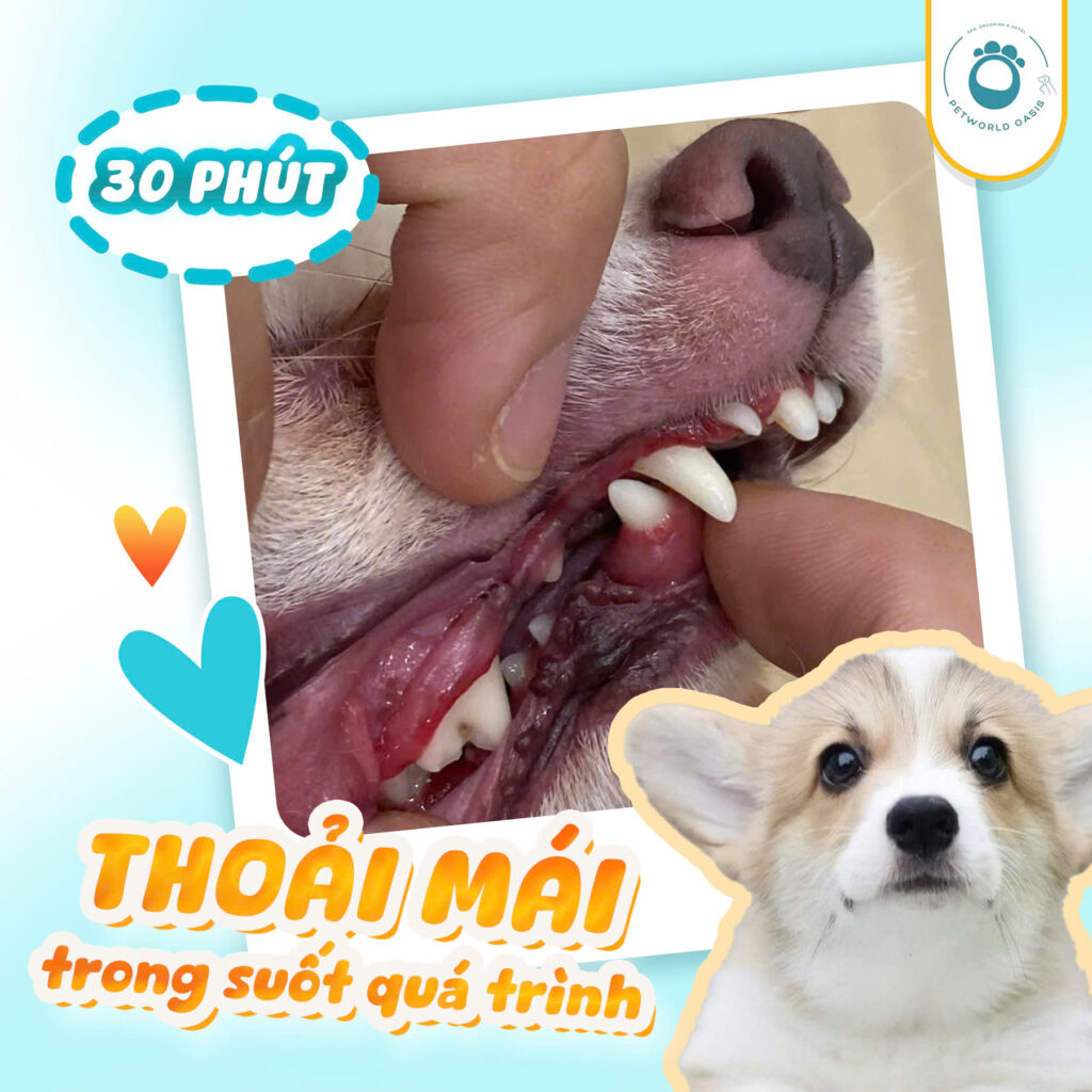 Lấy cao răng cho chó mèo