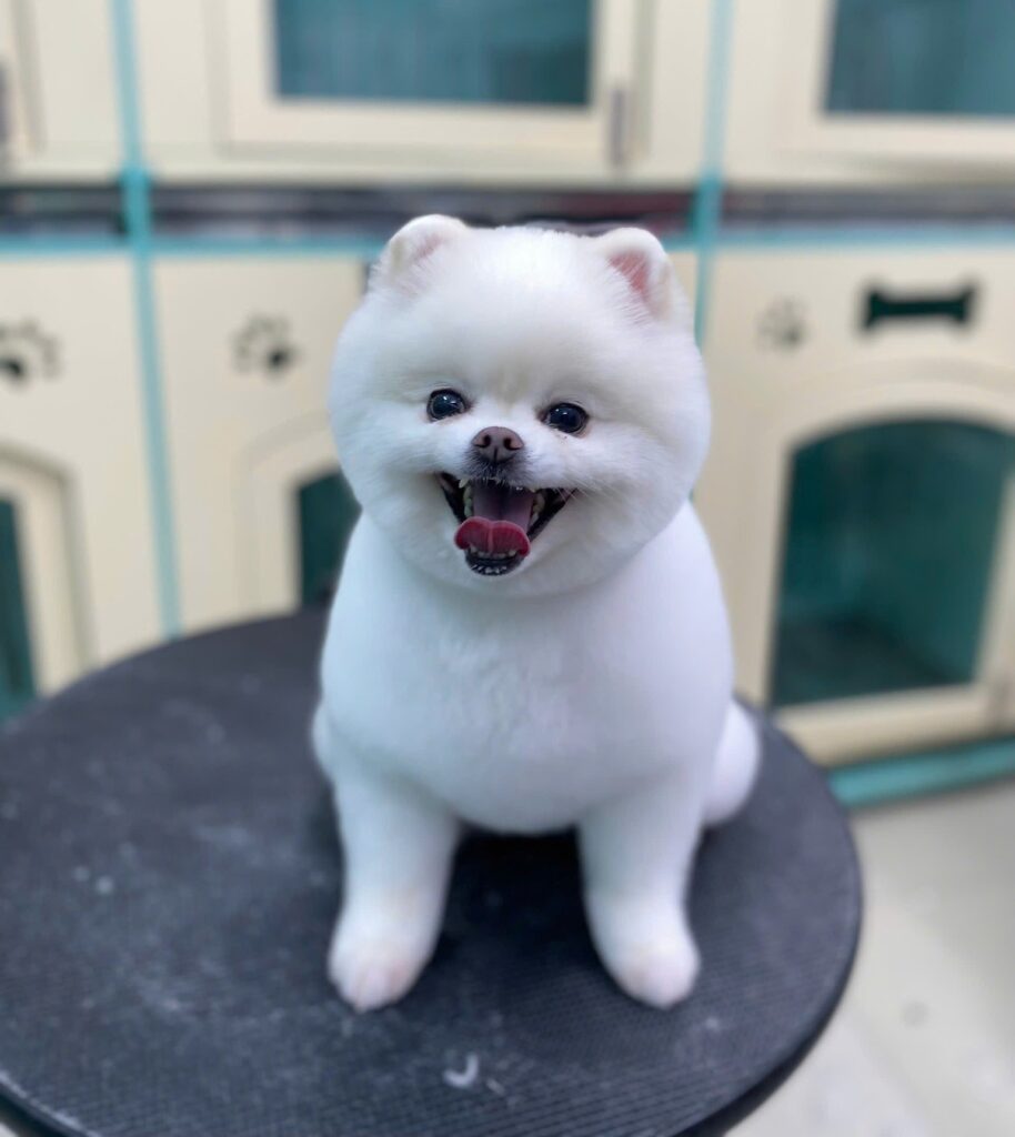Cắt tỉa lông cho thú cưng