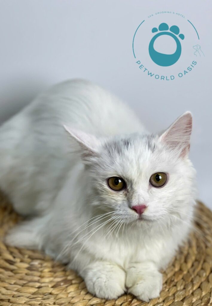 Thú cưng thiếu chất dinh dưỡng