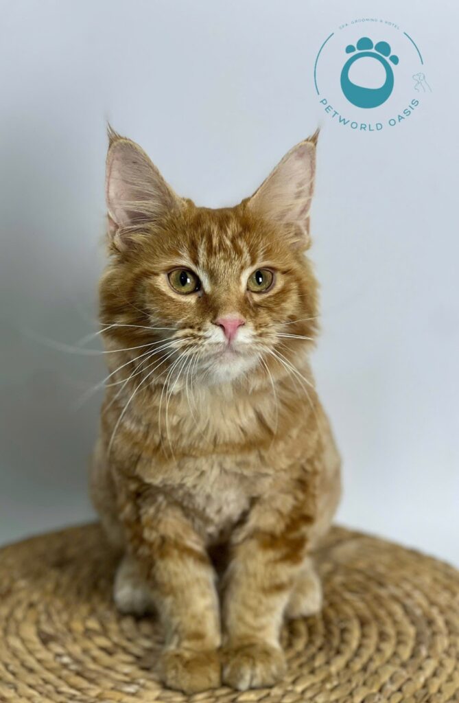 Dinh dưỡng cho thú cưng