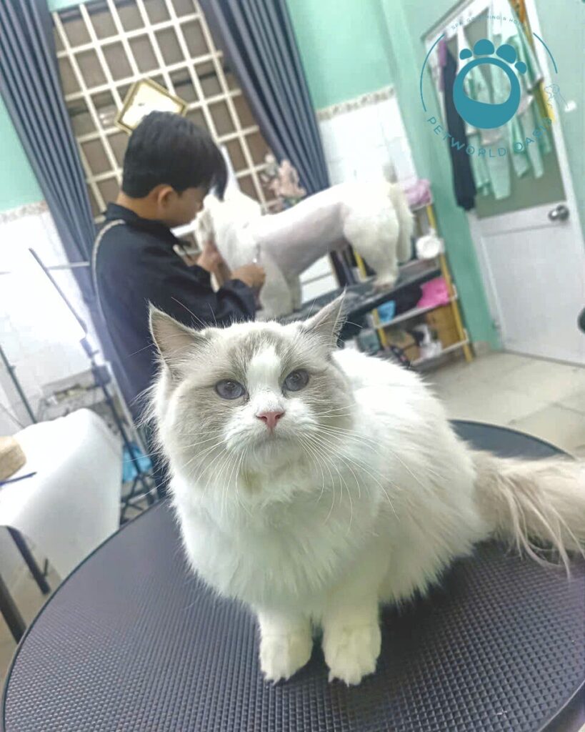 Chăm sóc cơ bản cho thú cưng