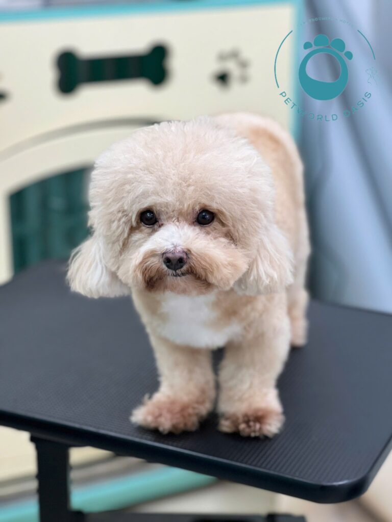 Dịch vụ chăm sóc thú cưng