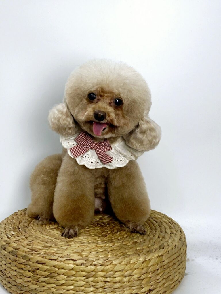 Sai lầm khi chăm sóc thú cưng