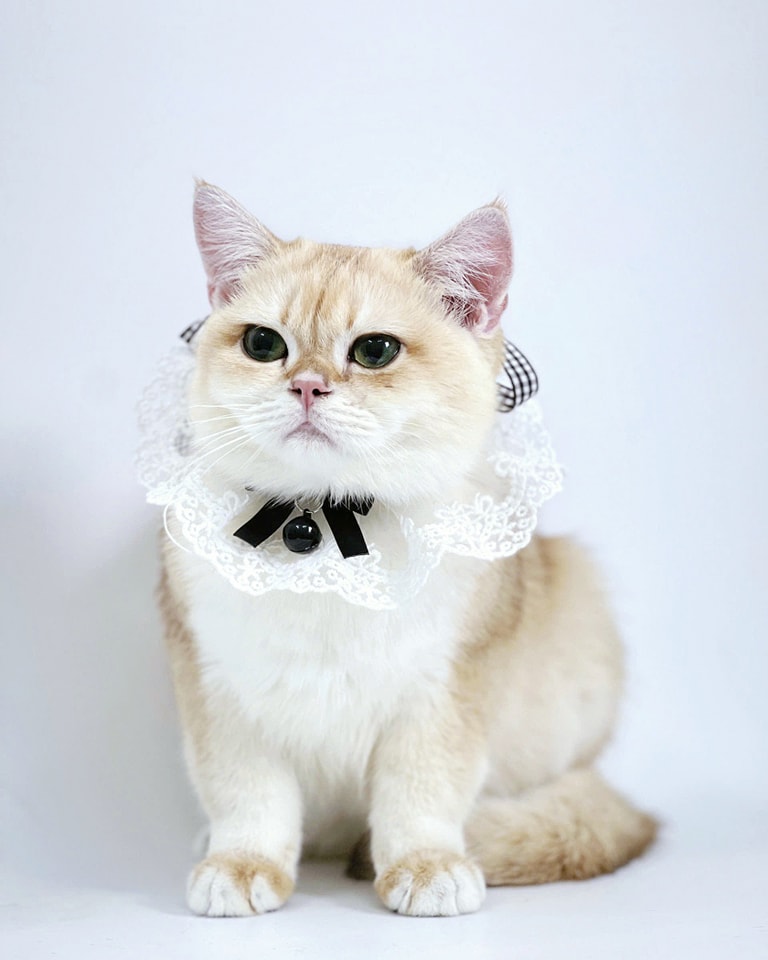 Chăm sóc thú cưng tại nhà