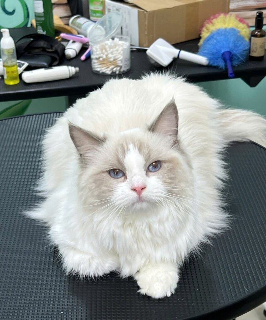Chăm sóc thú cưng tại PETWORLD OASIS