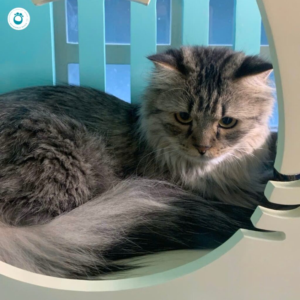 Dịch vụ đưa đón thú cưng