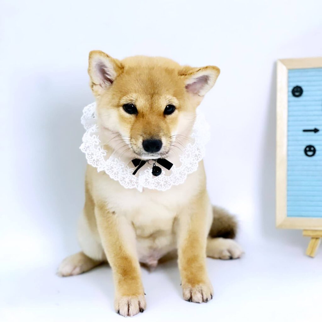 Chăm sóc thú cưng tại PETWORLD OASIS