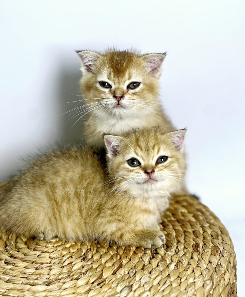 Chăm sóc thú cưng tại PETWORLD OASIS
