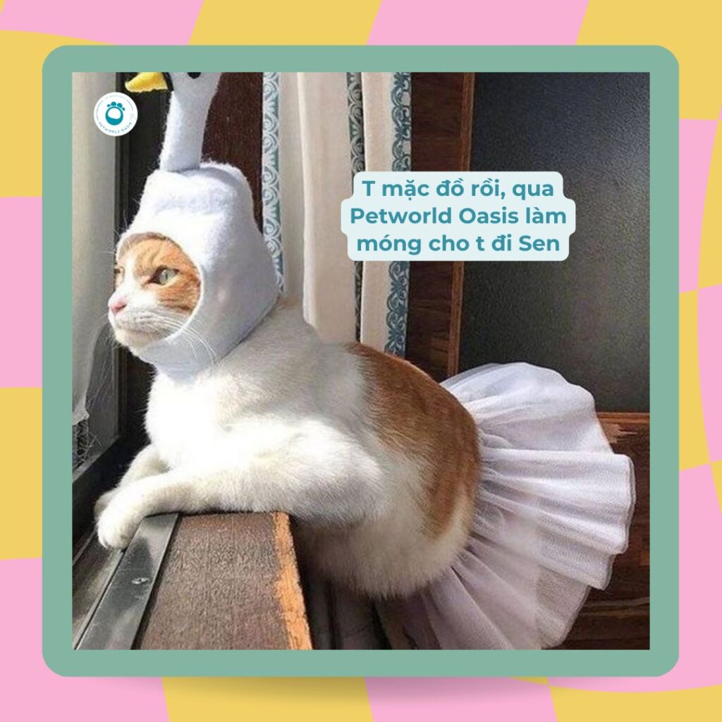 Thời trang cho chó mèo