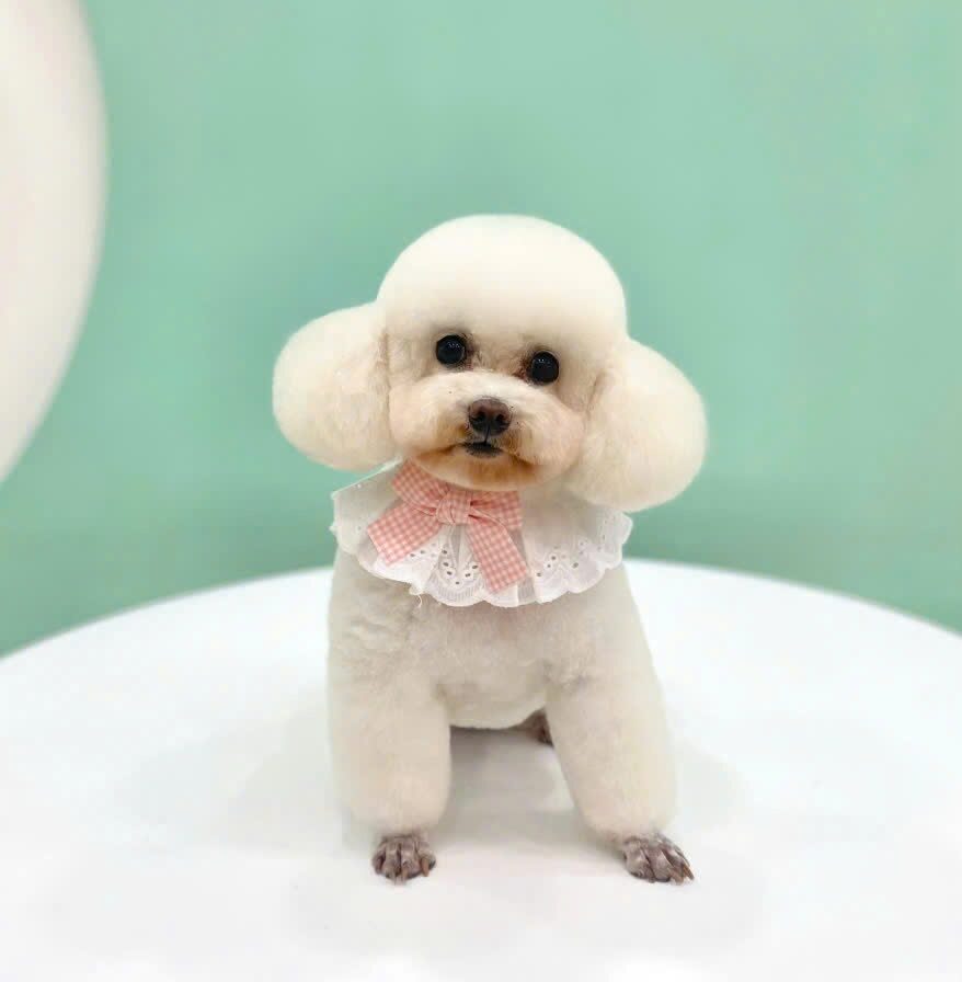 Phụ kiện thú cưng