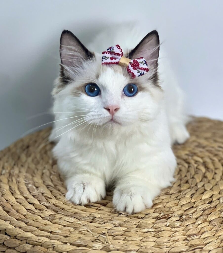 Thú cưng bị dị ứng thực phẩm