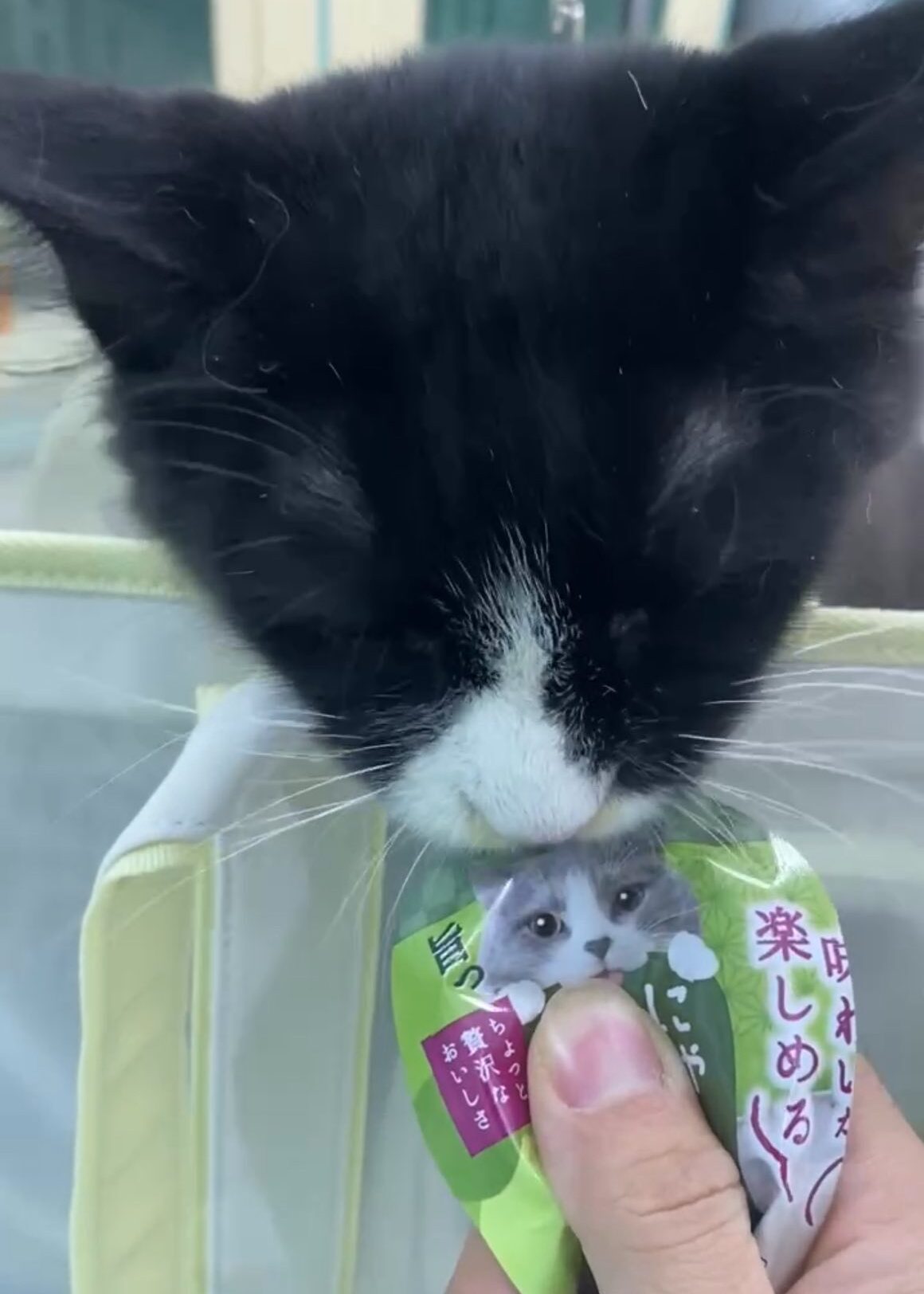 Dị ứng thức ăn ở thú cưng