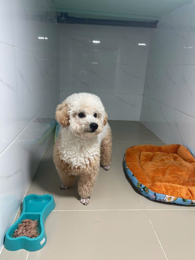 Dấu hiệu bệnh ở chó mèo