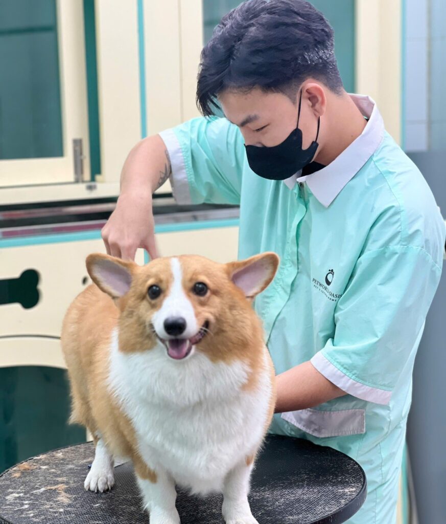 Làm đẹp cho thú cưng