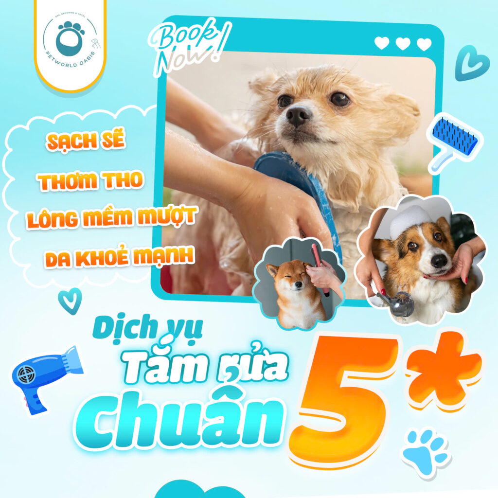 Grooming cho chó mèo tại TP.HCM