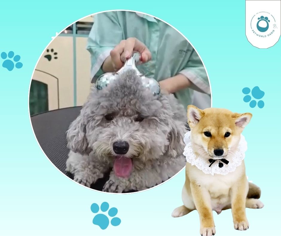 Cắt tỉa lông thú cưng