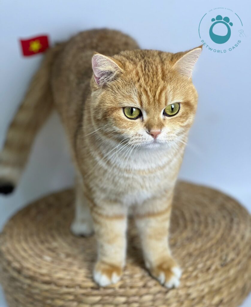 Cách chăm sóc chó mèo bị tiêu chảy