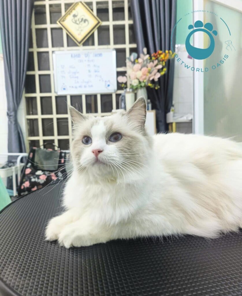 Mẹo chăm sóc chó mèo khỏe mạnh