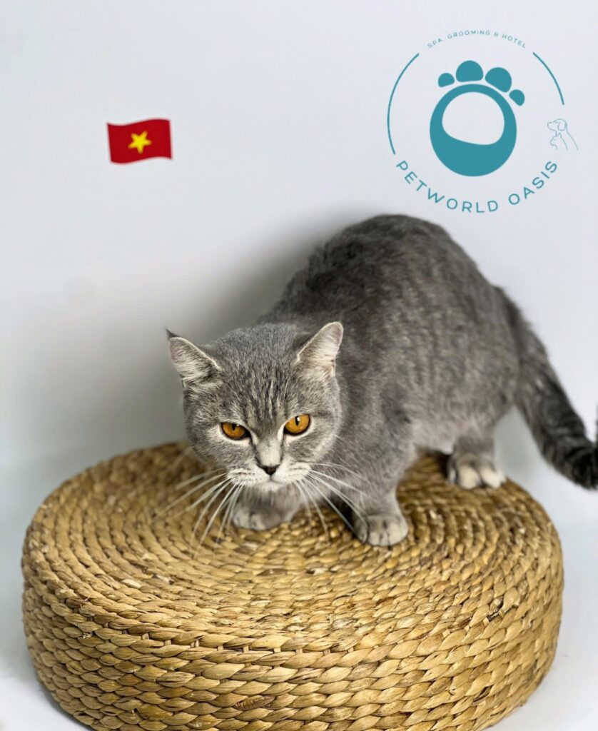 Spa thú cưng tại TP.HCM