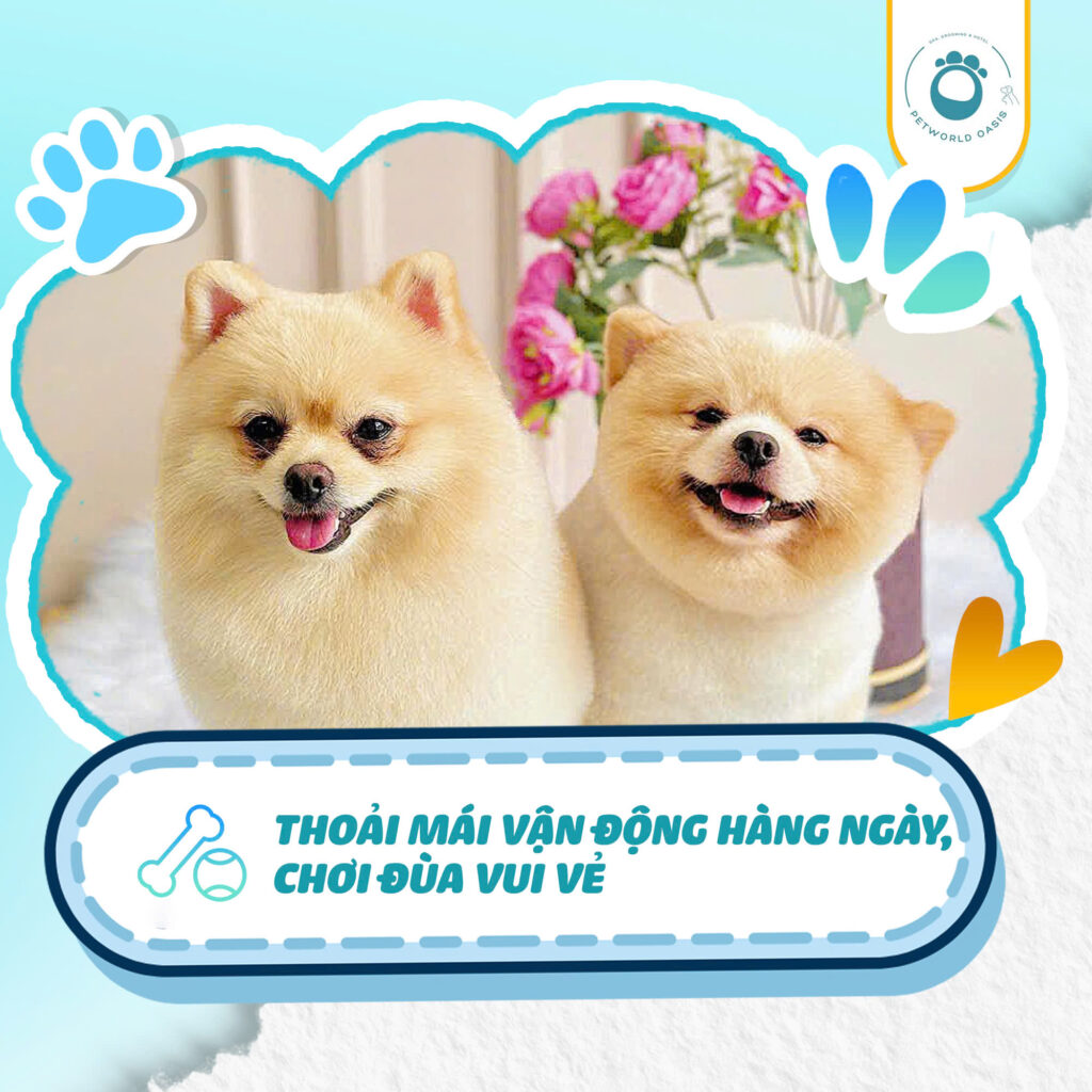Thú cưng thích ở pet hotel