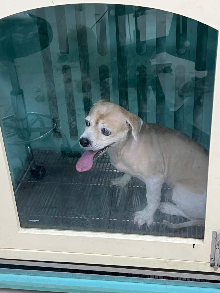 Gửi thú cưng ở Pet hotel