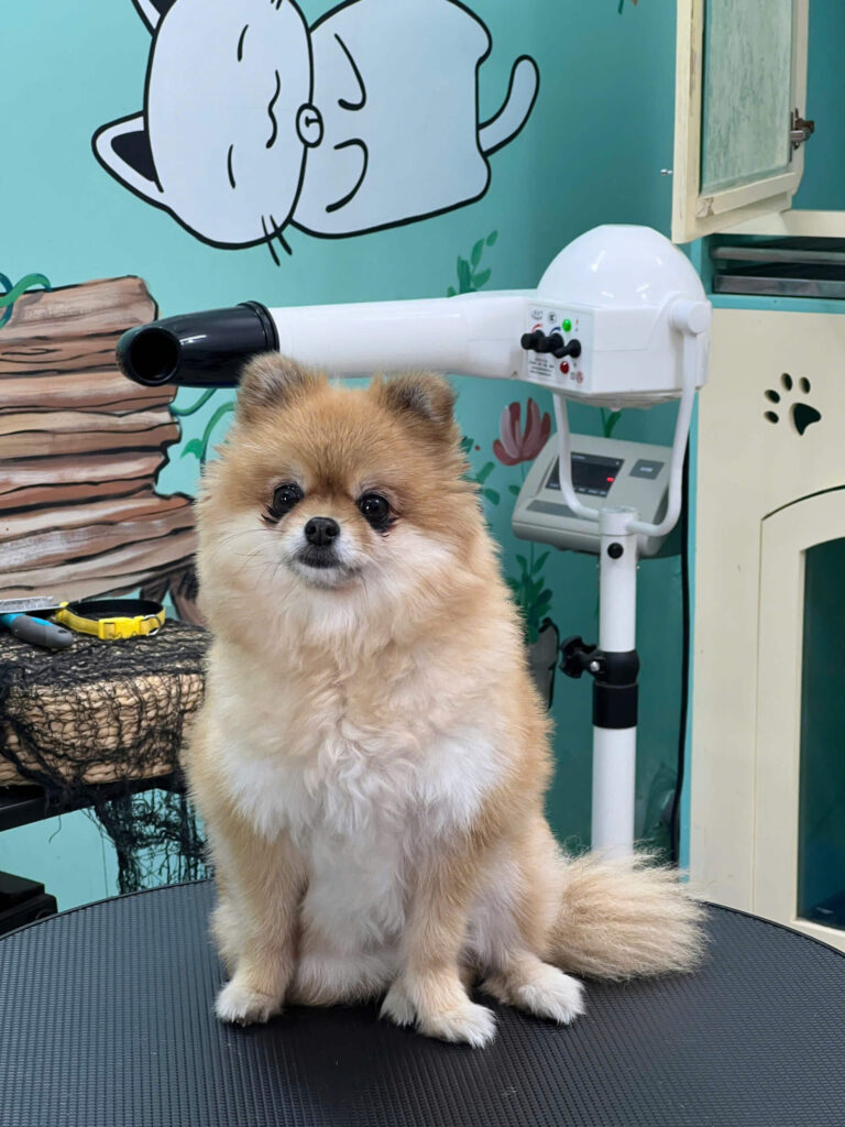 Chăm sóc thú cưng chuyên nghiệp