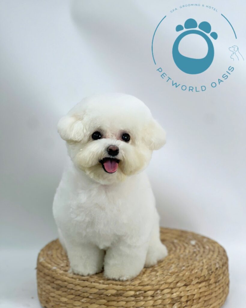 Dịch vụ spa thú cưng tại nhà