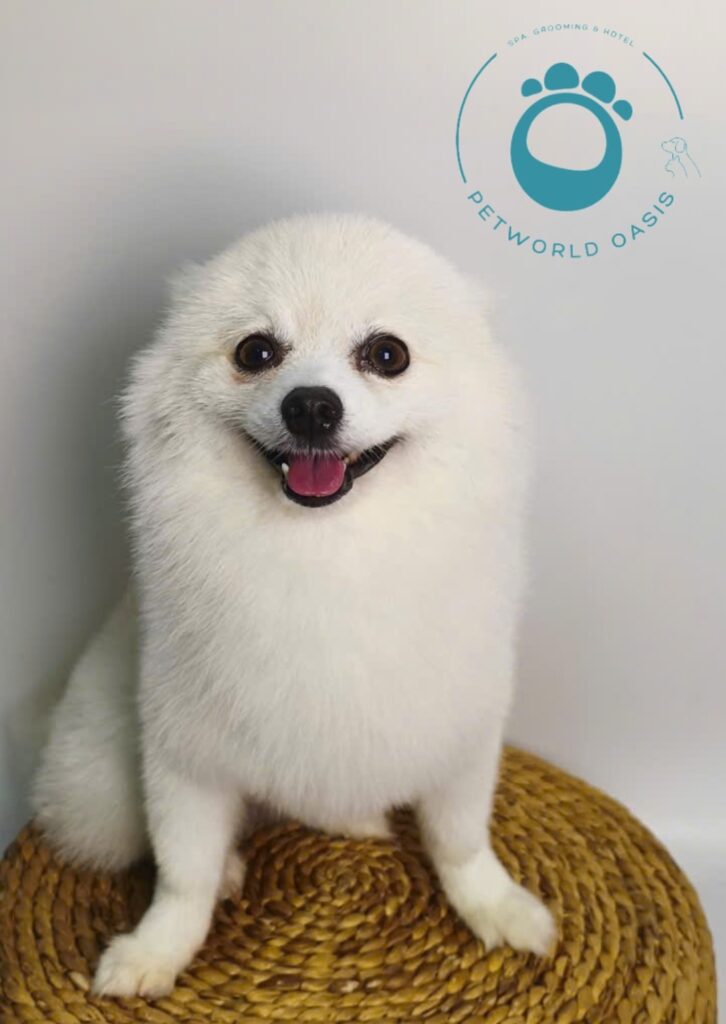 Chăm sóc sức khỏe thú cưng tại Petworld OASIS