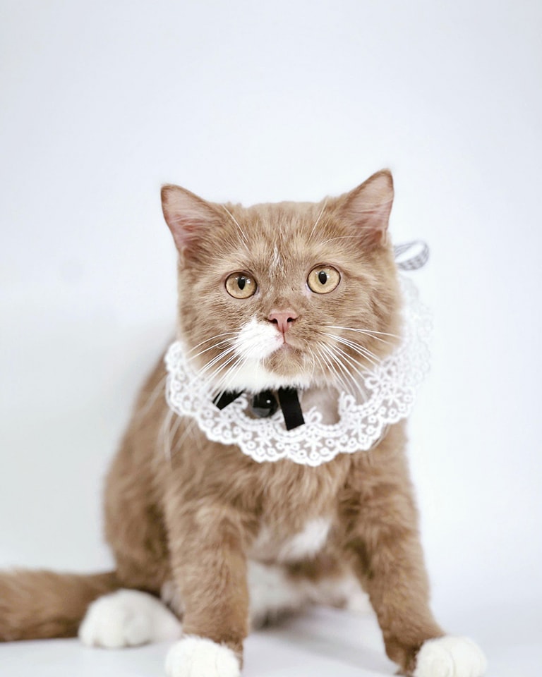 Tắm cho chó mèo tại nhà