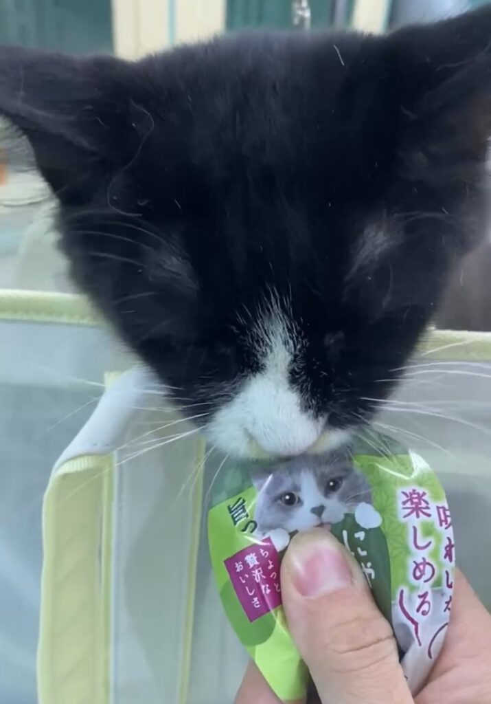 Món ăn vặt cho thú cưng