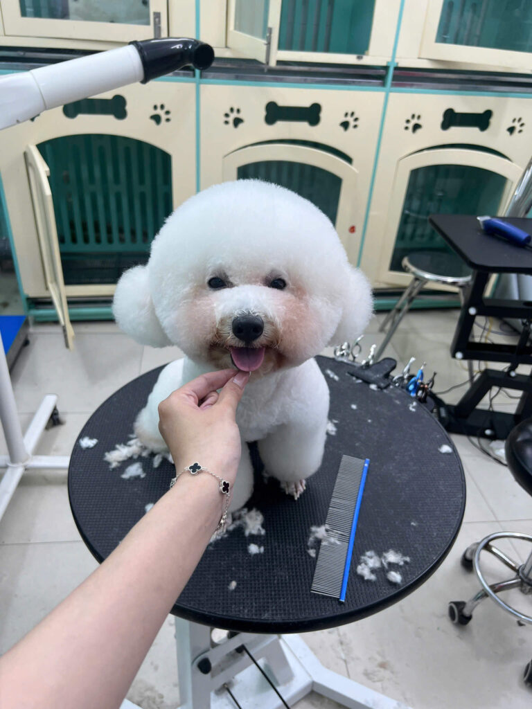 Vắt tuyến hôi cho chó mèo