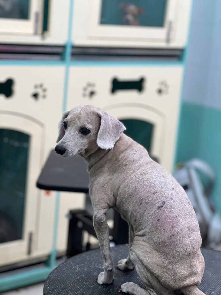 Bệnh thường gặp ở thú cưng