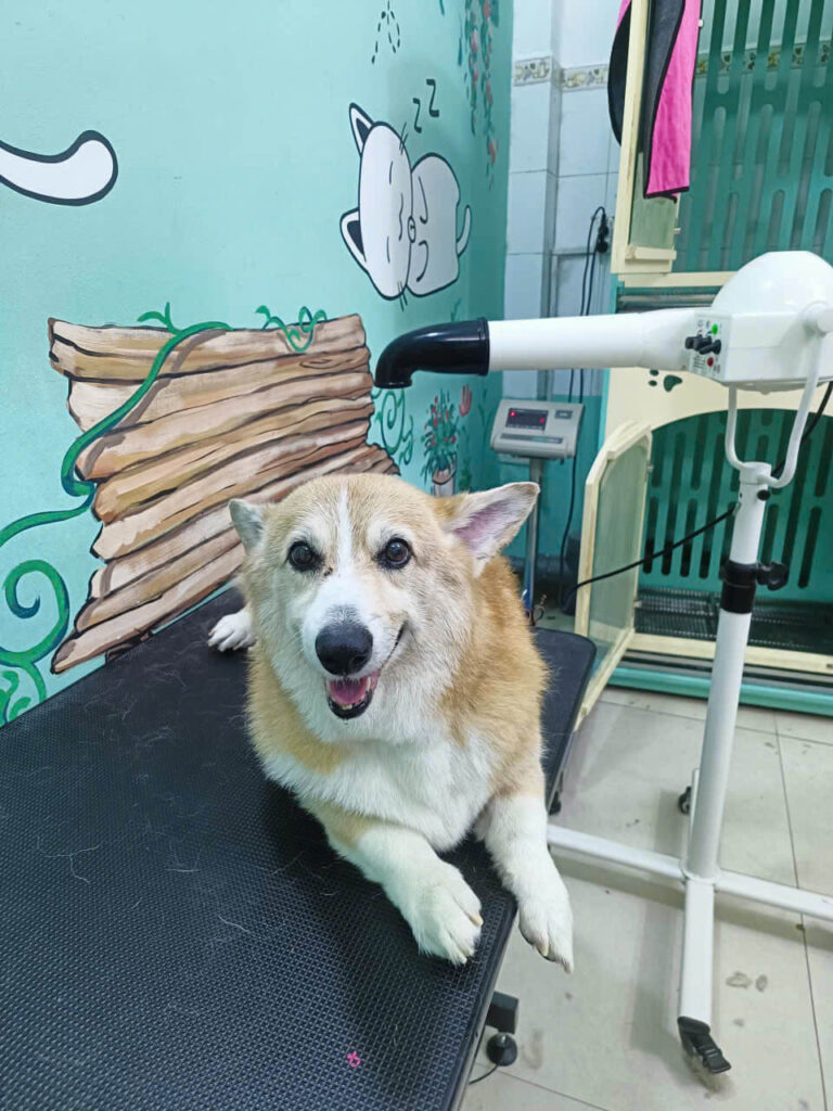 Grooming cho chó mèo