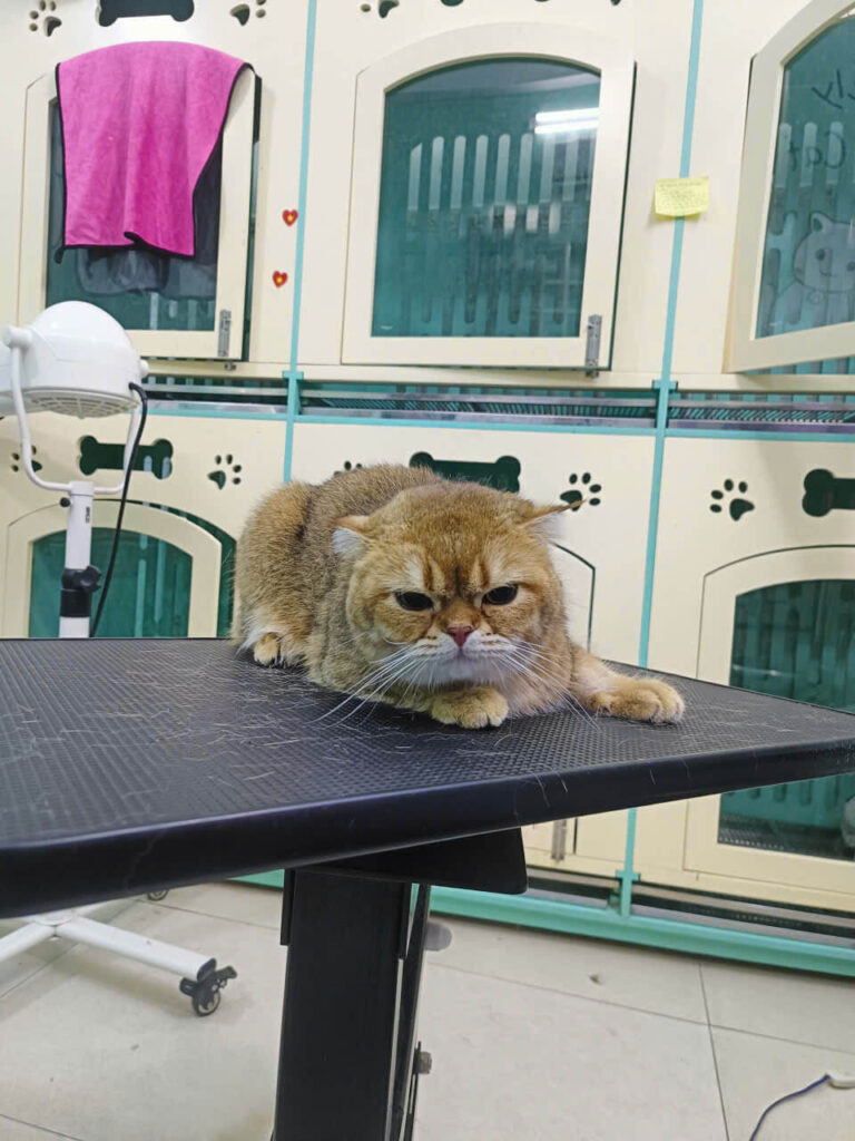 Spa thú cưng Petworld OASIS