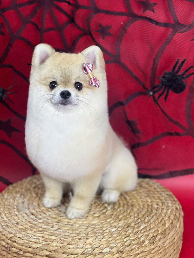 Phòng bệnh cho thú cưng