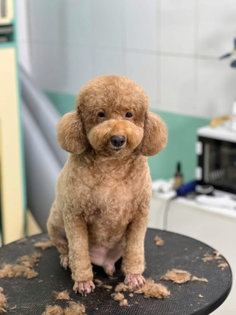 Grooming cho chó mèo