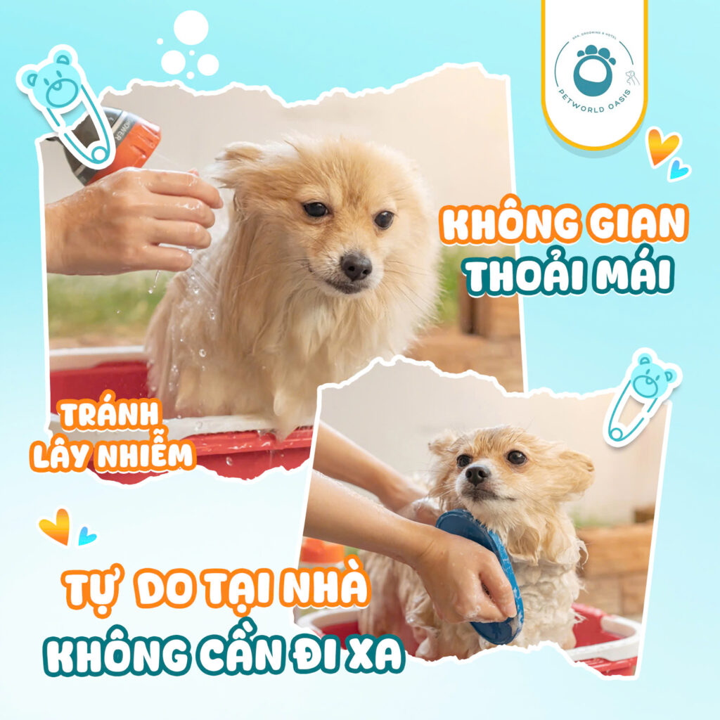 Dịch vụ spa thú cưng tại nhà Petworld OASIS
