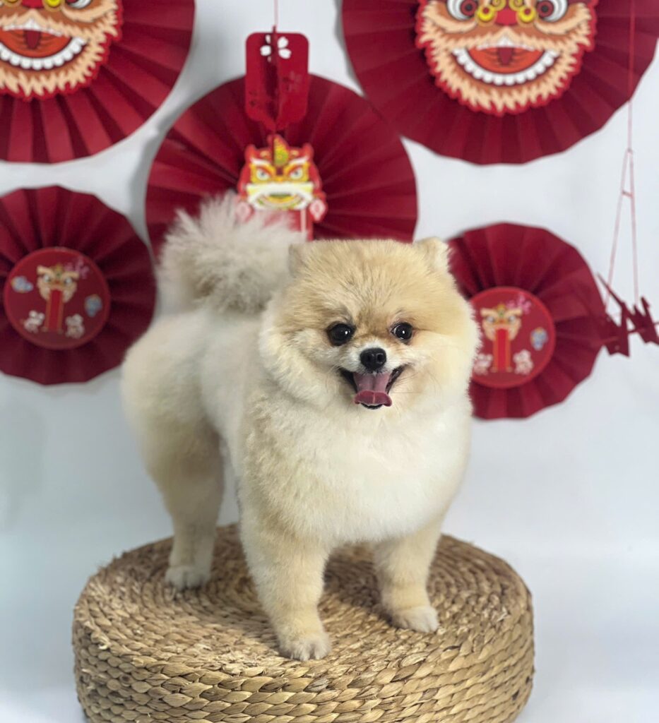 Dịch vụ chăm sóc pet tại PETWORLD OASIS