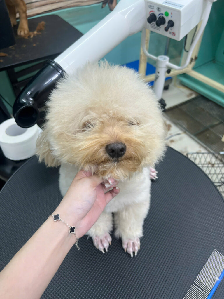 Chăm sóc lông thú cưng