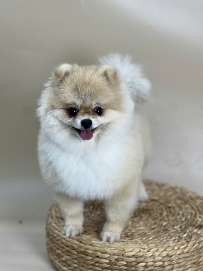 Tắm grooming thú cưng