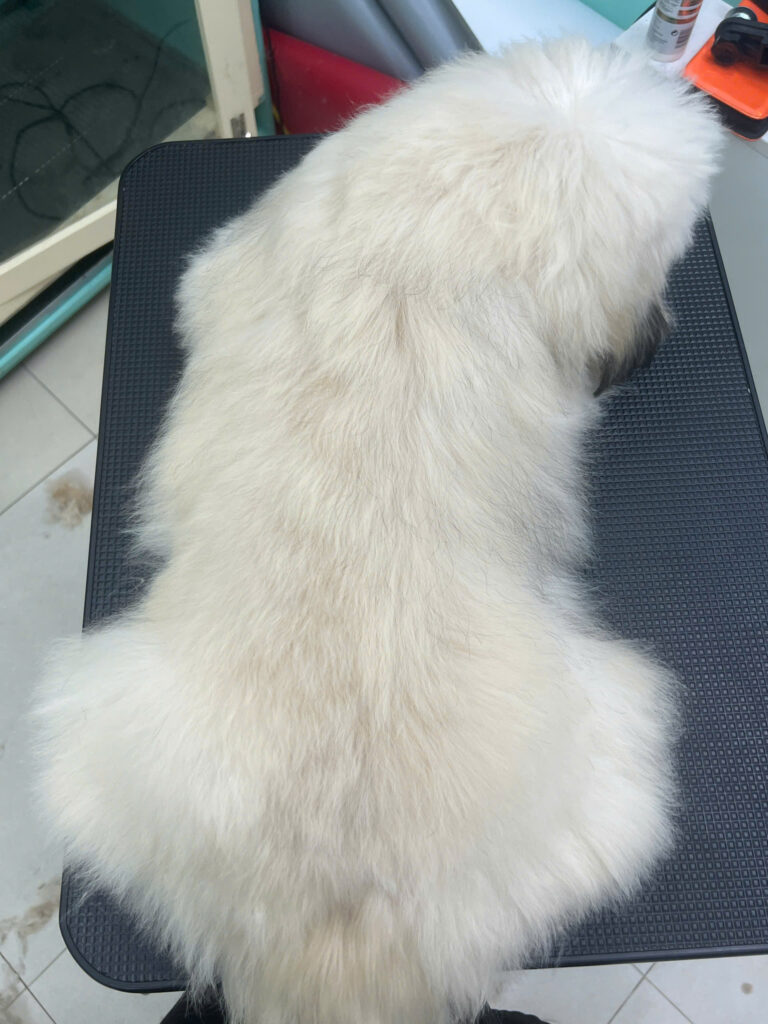 Tắm cho chó mèo