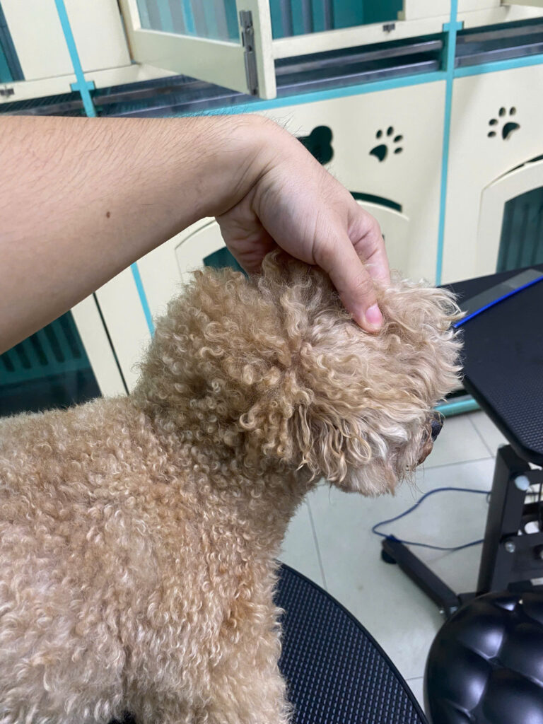 Chọn dầu gội cho lông thú cưng khô xơ