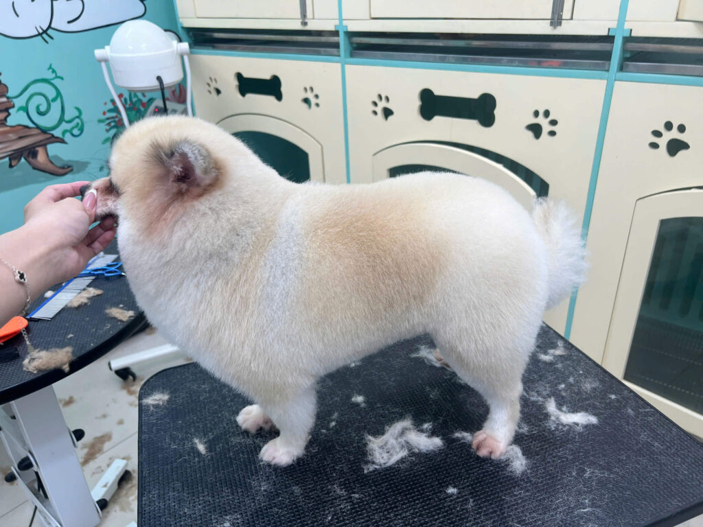 Grooming tại PETWORLD OASIS