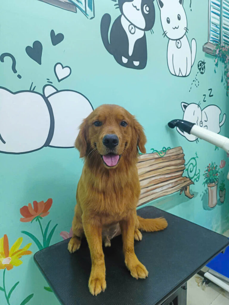 dấu hiệu chó mèo bị bệnh