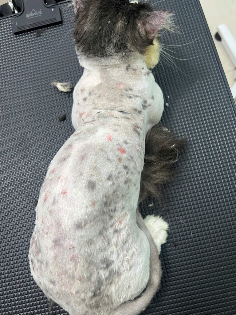 Viêm da, nấm da ở chó mèo