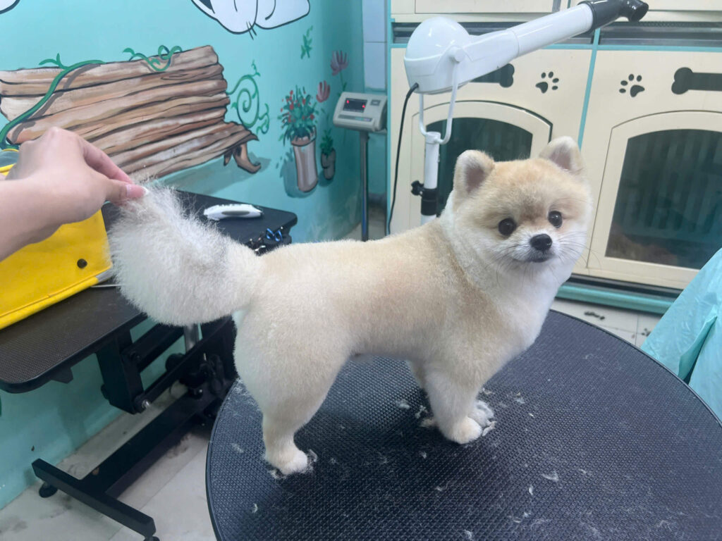 Tắm trị ve rận cho thú cưng